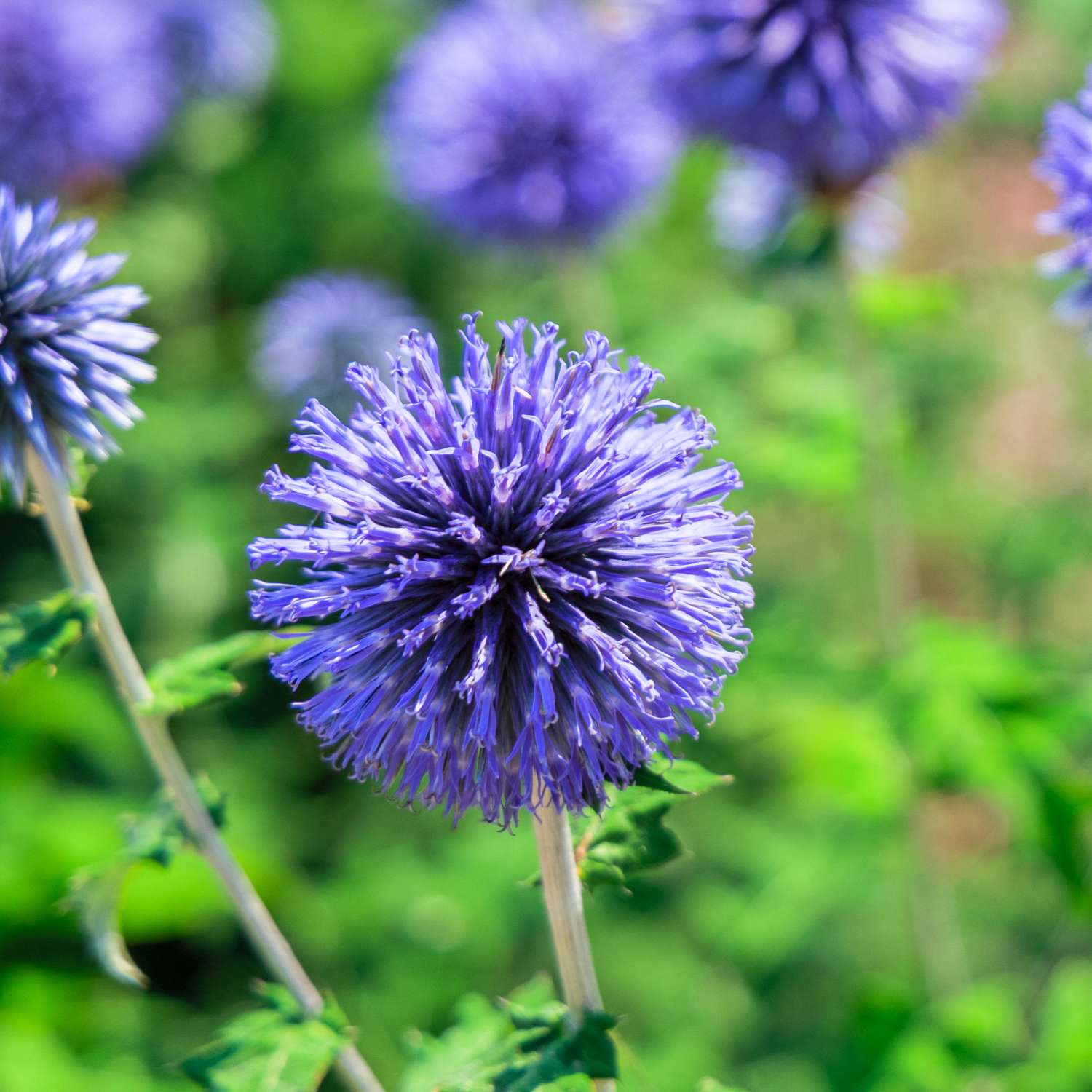 Sinipallo-ohdake 'Blue Glow'